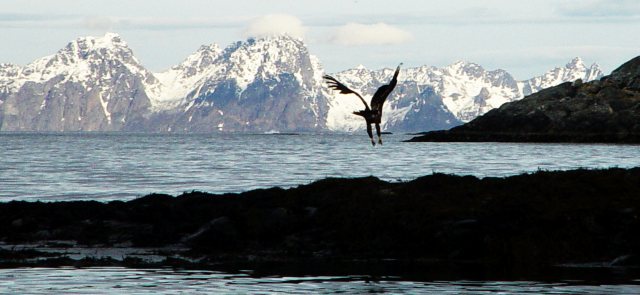 adler