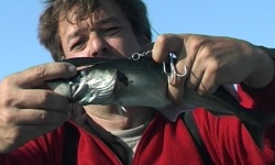 baitfish2