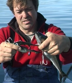 baitfish3